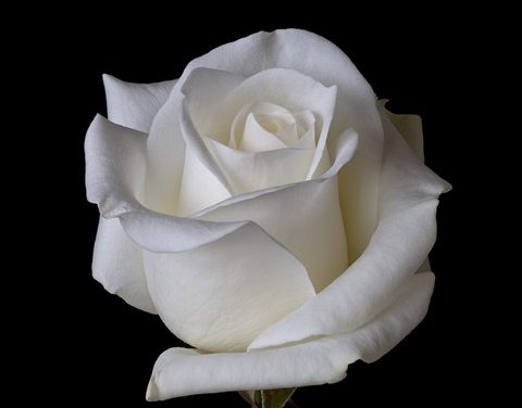 Hans Kleinekoort overleden